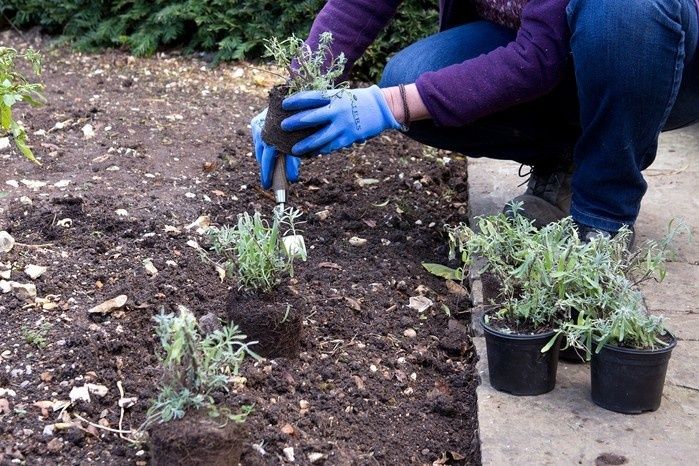 Gärtnerin pflanzt junge Sträucher in ein vorbereitetes Beet